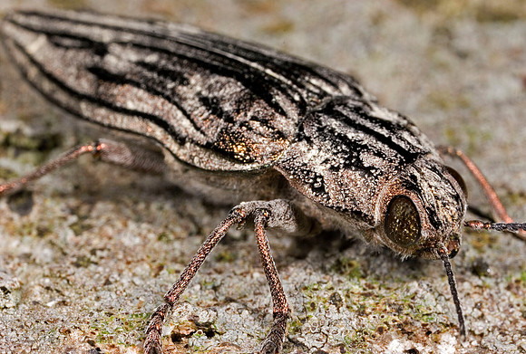 Jewel Beetle