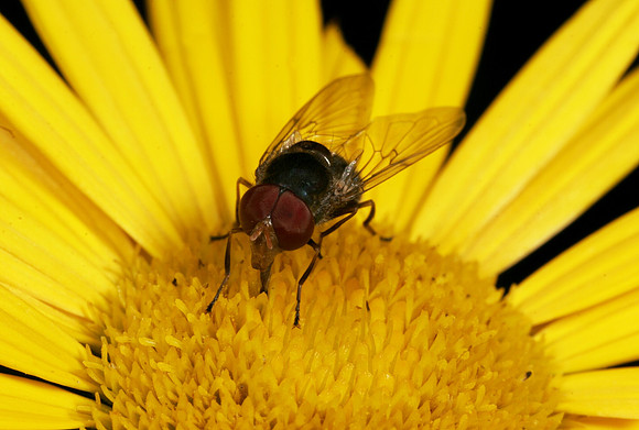 Blow Fly - 2