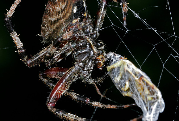 Spider with Prey - 3