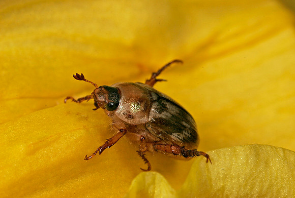 Scarab Beetle - 6