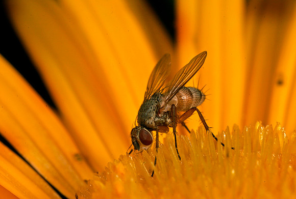 Fly - 7