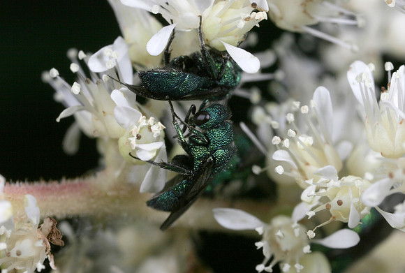 Cuckoo Wasp - 2