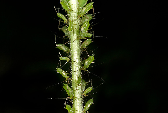 Aphids - 5
