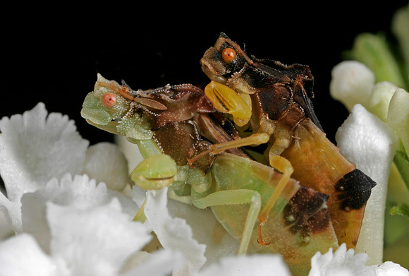 Ambush Bugs Mating - 2