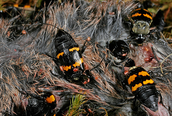 Burying Beetles - 4