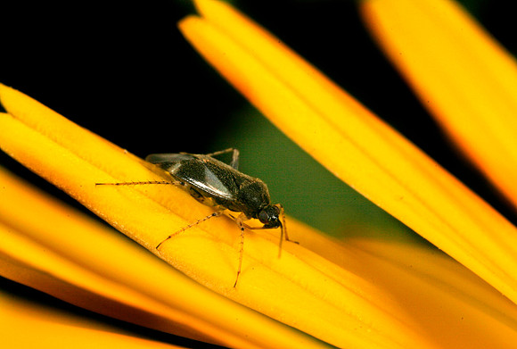 Plant Bug - 11