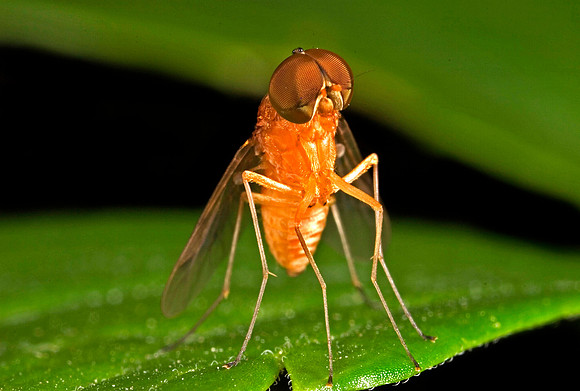 Snipe Fly - 2
