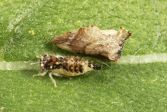 Treehopper - 3