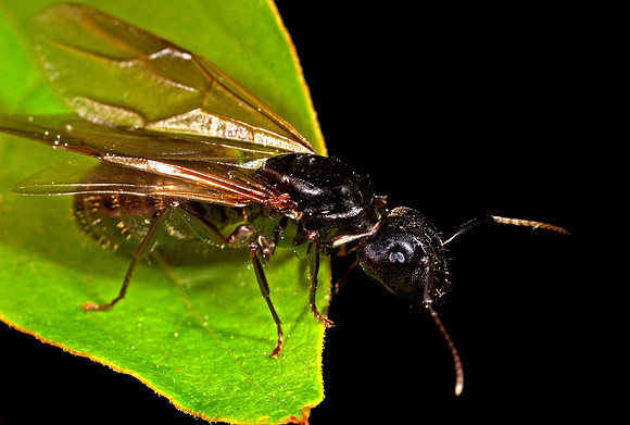 Carpenter Ant, Winged Phase