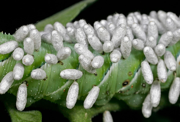 Parasitoid Wasp Eggs on Hornworm - 2