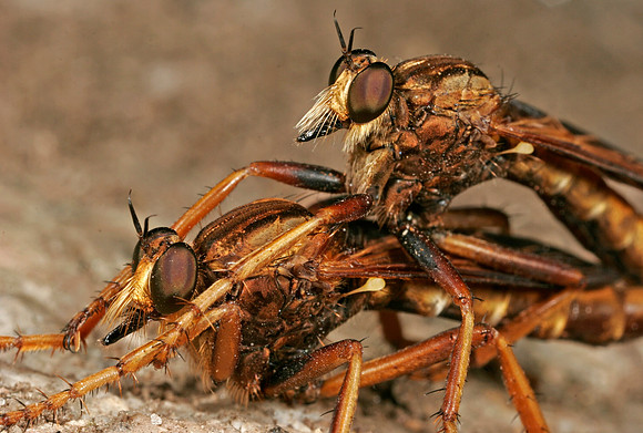 Robber Flies Mating - 1