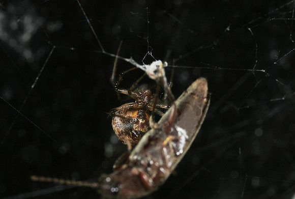 Spider with Prey -9