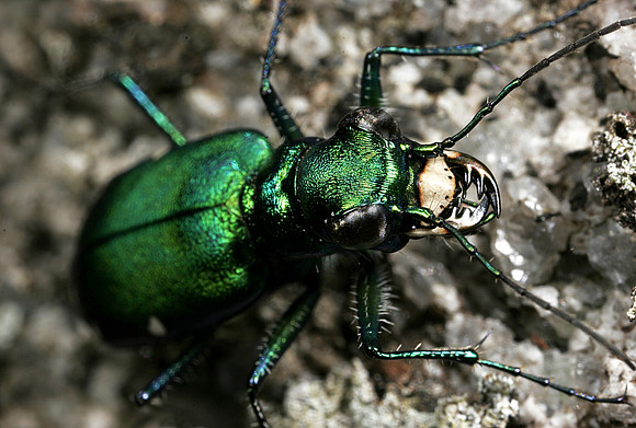 Tiger Beetle - 2