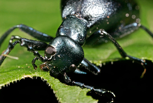 Short-winged Blister Beetle - 9