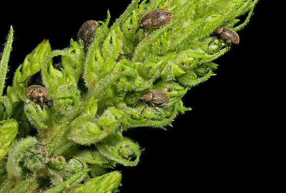Weevils - 1