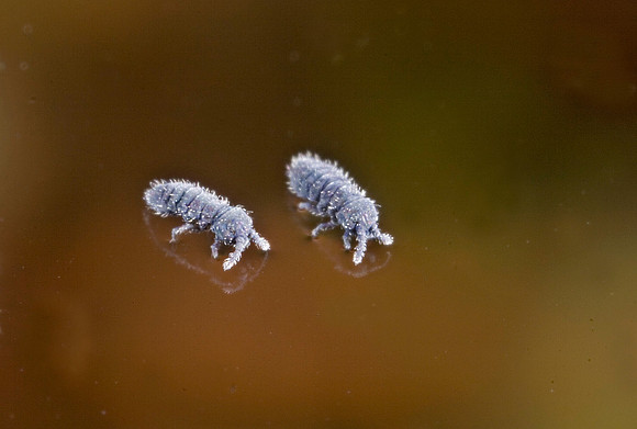 Aquatic Springtails