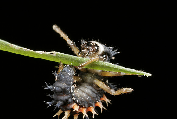 Lady Beetle Nymph - 2
