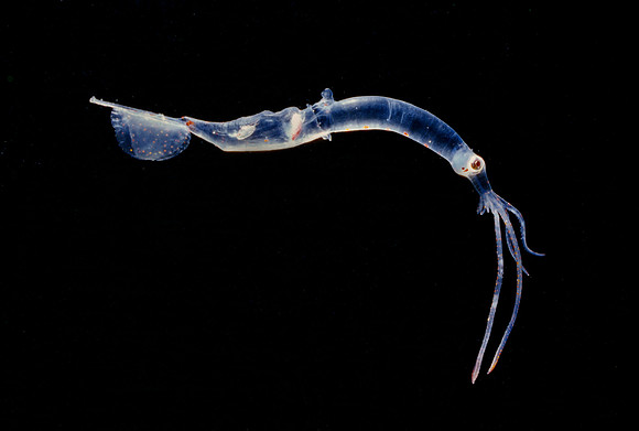Chiroteuthis