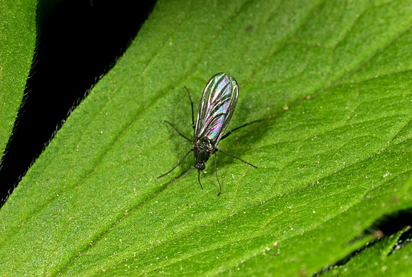 Fungus Gnat