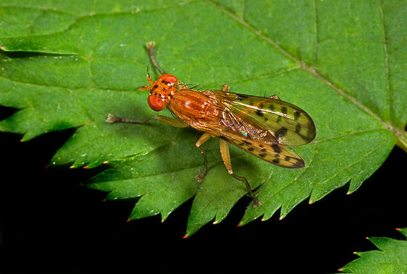 Marsh Fly - 1