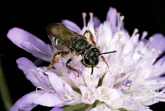 Sweat Bee - 2