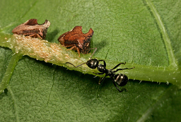 Ant Tending Treehoppers - 2