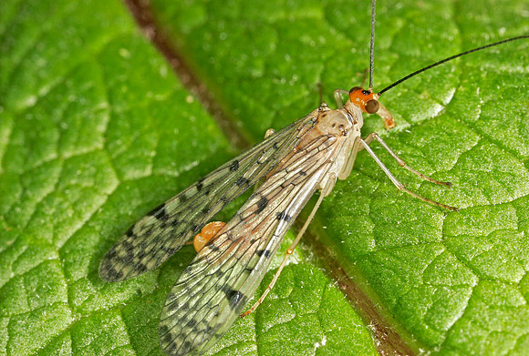 Scorpionfly - 1