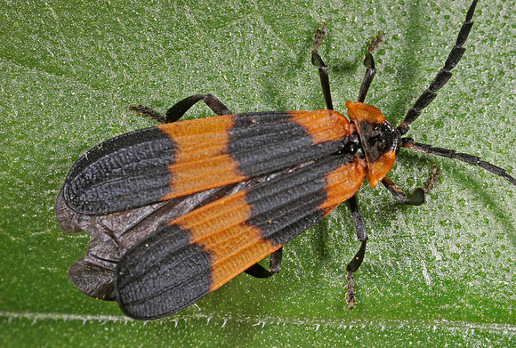 Net-winged Beetle - 3