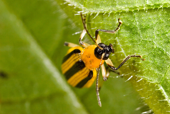Cucumber Beetle