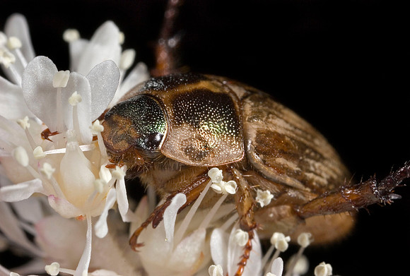 Scarab Beetle - 7