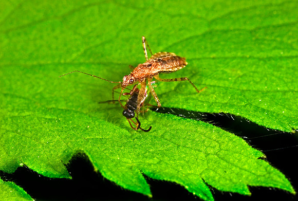 Damsel Bug & Prey - 1