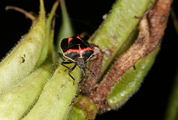 Stink Bug - 5