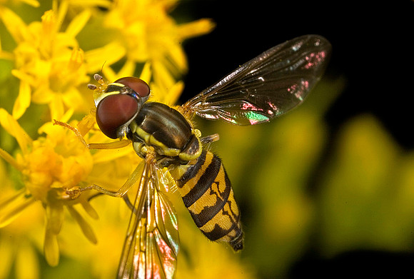 Hoverfly - 11