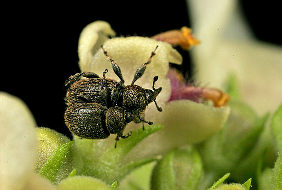 Weevils Mating - 4