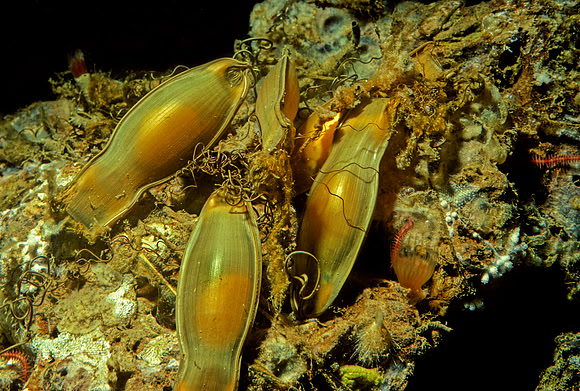 Filetail Catshark Egg Cases - 1