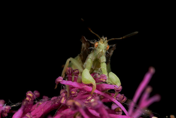 Ambush Bug - 5