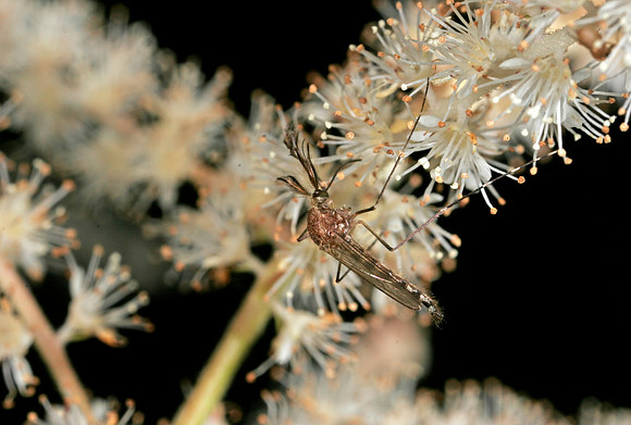 Mosquito Male