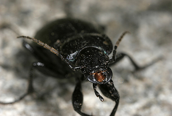Ground Beetle - 2