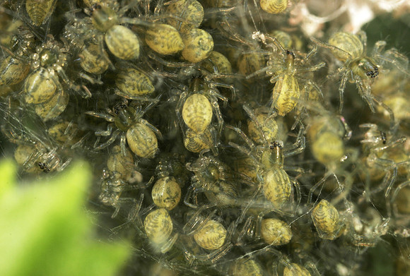 Young Spiders - 2