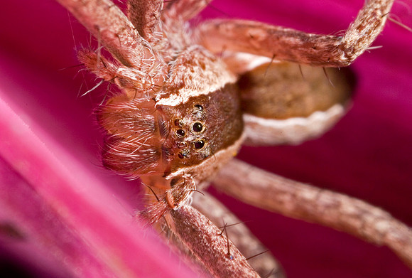 Nursery Web Spider - 1