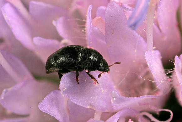Sap-feeding Beetle - 3