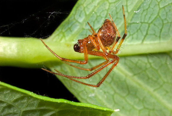 Mesh Web Weaver - 1