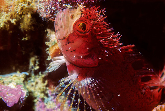 Mosshead Warbonnet - 3