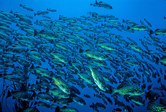 Blue Rockfish - 4