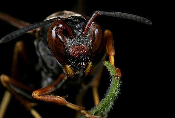 Paper Wasp - 7