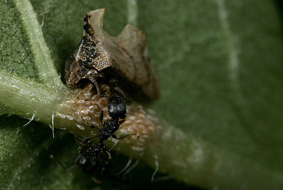 Ant Tending Treehopper - 4