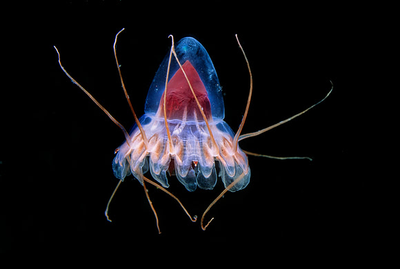 Periphylla - 2