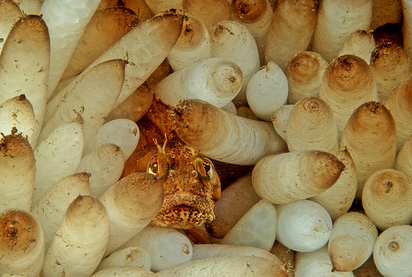 Fringehead & Squid Eggs - 2