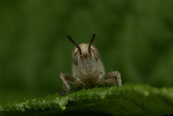 Juvenile Grasshopper - 6
