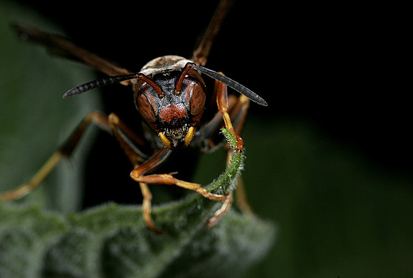 Paper Wasp - 6